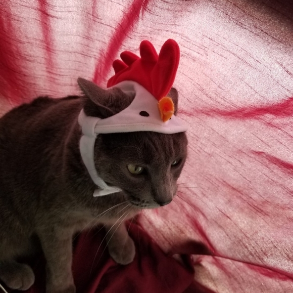 Meet your Posher, Veronica - Picture 11 of 12